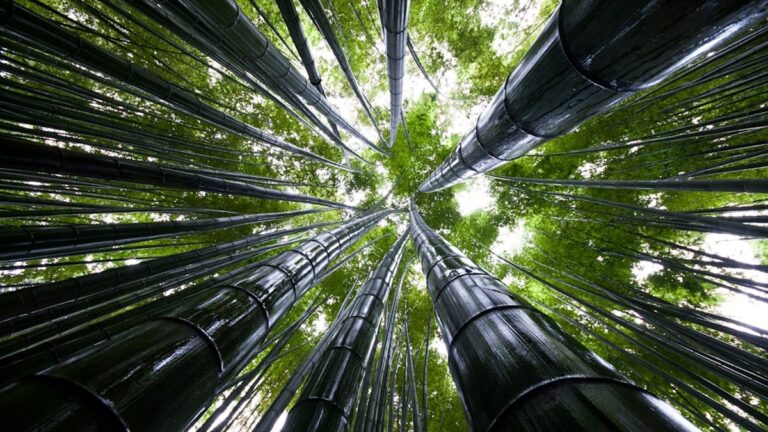 Die Rolle der Politik im Umweltschutz