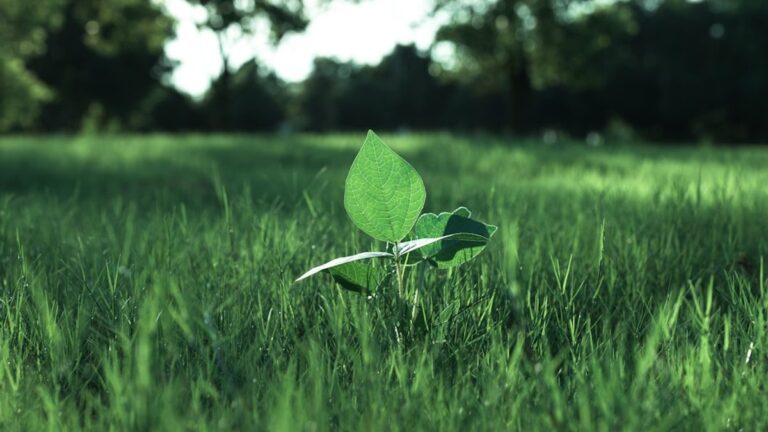 Die Rolle von Gemeinschaften im Umweltschutz