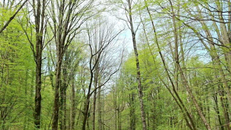 Die Schönheit der Natur: Schutz und Erhaltung