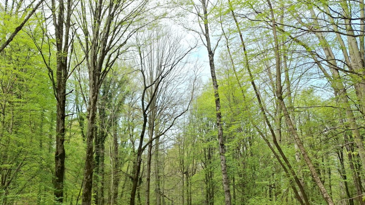 Die Schönheit der Natur: Schutz und Erhaltung