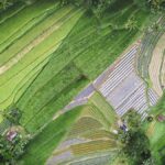 Regenerative Landwirtschaft: Böden heilen