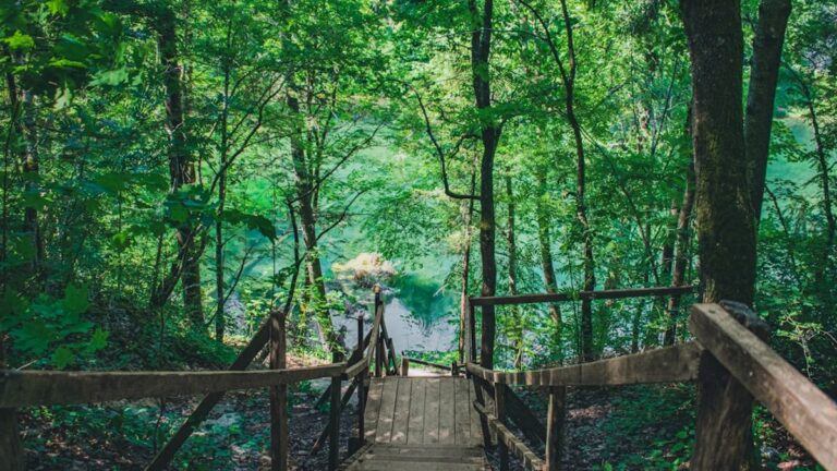 Waldschutz und Aufforstung: Gemeinsam für die Natur