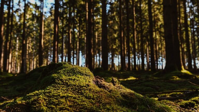 Wertvolle Ressourcen: Der Kreislauf der Natur