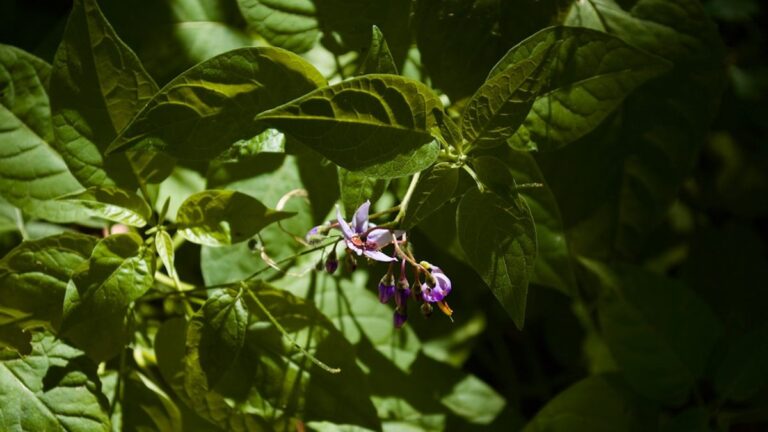 Wildblumen und Insekten: Ein harmonisches Miteinander