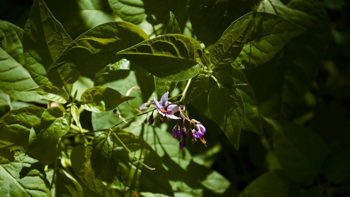 Wildblumen und Insekten: Ein harmonisches Miteinander